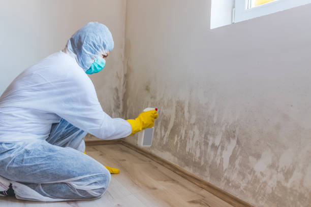 Licensed Basement Mold Remediation service in Mount Holly, NJ - Car Mold Remediation