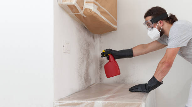 Professional Basement Mold Remediation technician working in Mount Holly, NJ