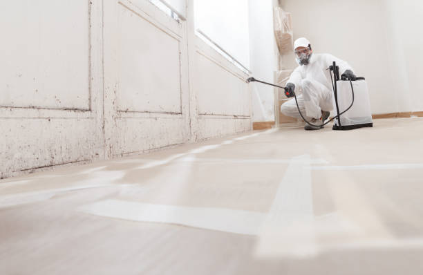 24/7 Emergency Basement Mold Remediation experts in Mount Holly, NJ