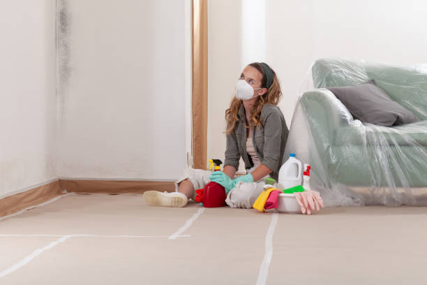Reliable Basement Mold Remediation contractor in Mount Holly, NJ by Car Mold Remediation