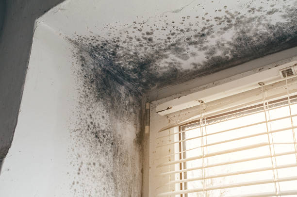 Affordable Basement Mold Remediation solutions in Mount Holly, NJ